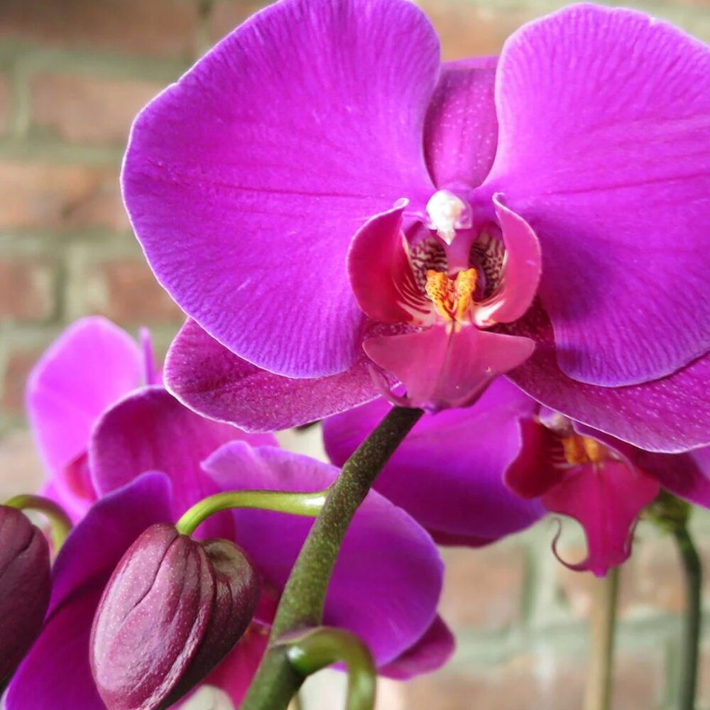 Meet your Posher, Inna